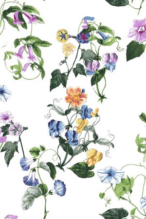 牵牛花印花花型图片