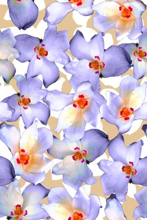玉兰花印花花型图片