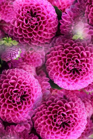 花卉印花花型图片
