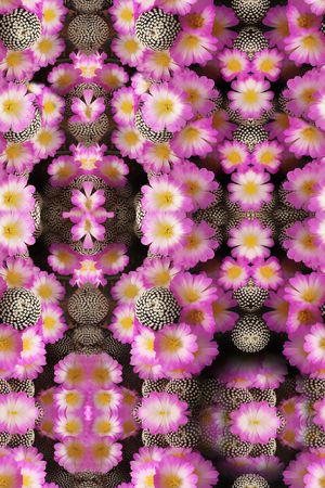 花朵印花花型图片