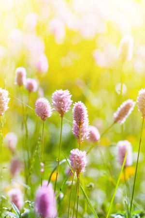 数码花卉类印花花型图片