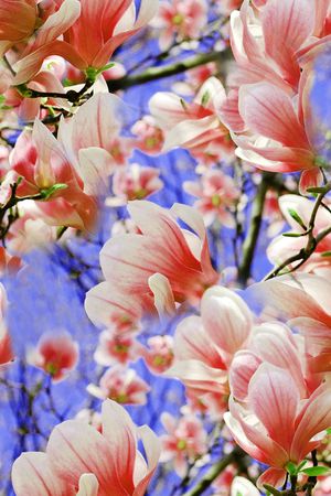 乱花印花花型图片