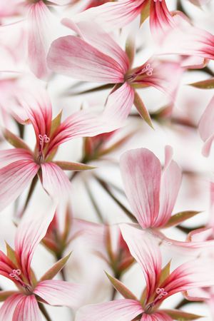 花卉印花花型图片
