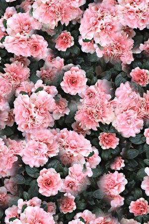 牵牛花印花花型图片