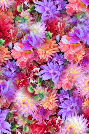 牵牛花印花花型图片