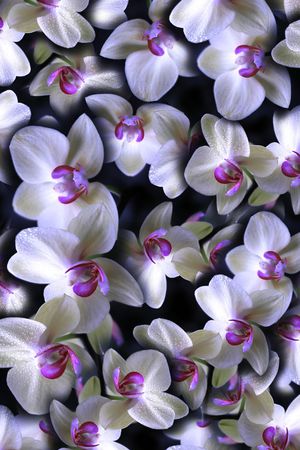 数码花印花花型图片