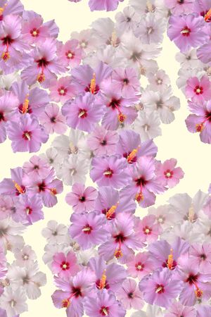 flower印花花型图片