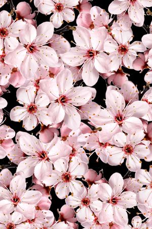 碎花印花花型图片
