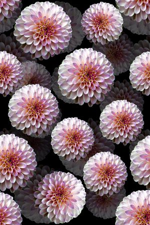 菊花印花花型图片