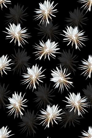 花卉印花花型图片