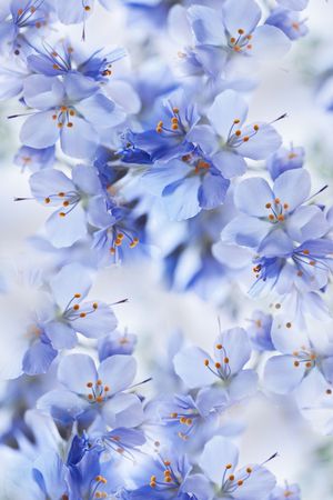 乱花印花花型图片