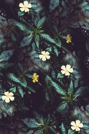 花卉印花花型图片