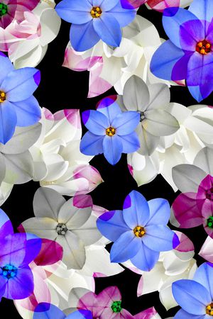 花朵印花花型图片