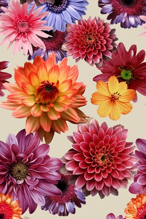 菊花印花花型图片
