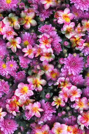大花印花花型图片