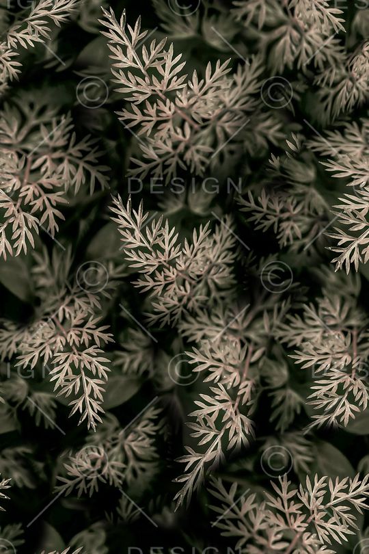 植物印花花型图片