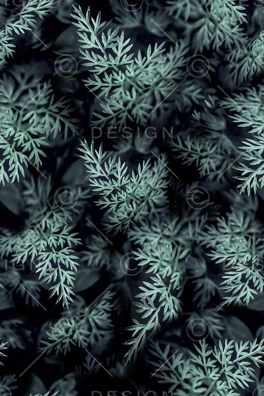 植物印花花型图片