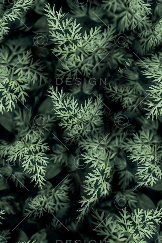 植物印花花型图片