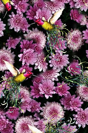 花朵印花花型图片