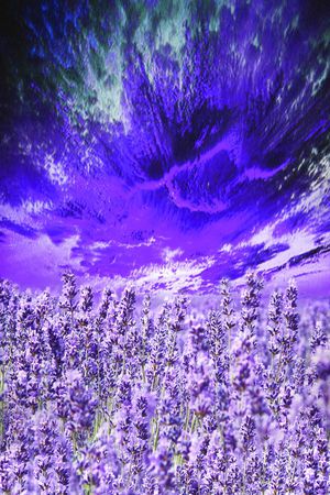 洋阳---定位印花花型图片