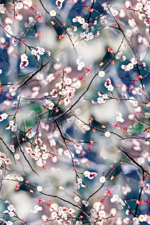 桃花印花花型图片