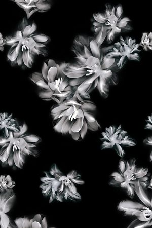 黑白印花花型图片