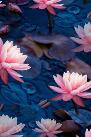 数码花型印花花型图片