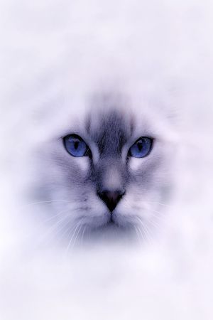 猫印花花型图片